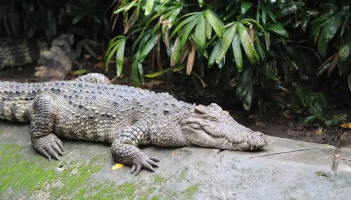 Bangabandhu Safari Park