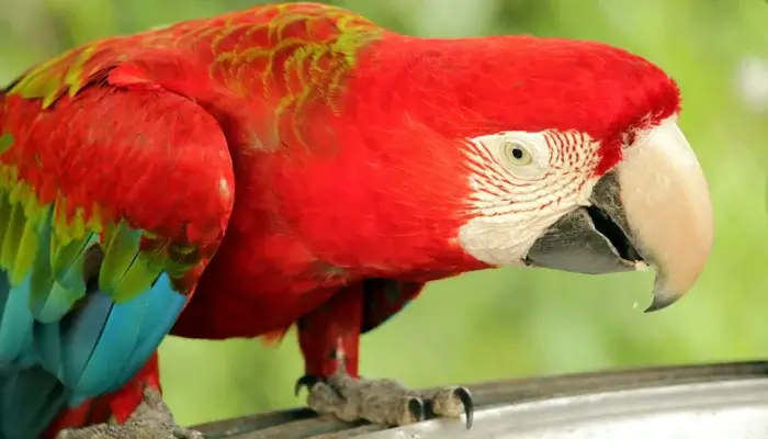 Bangabandhu Safari Park